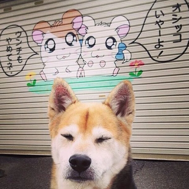 中国香港队赛制分析:如何突破团体赛中的关键挑战,香港队名单