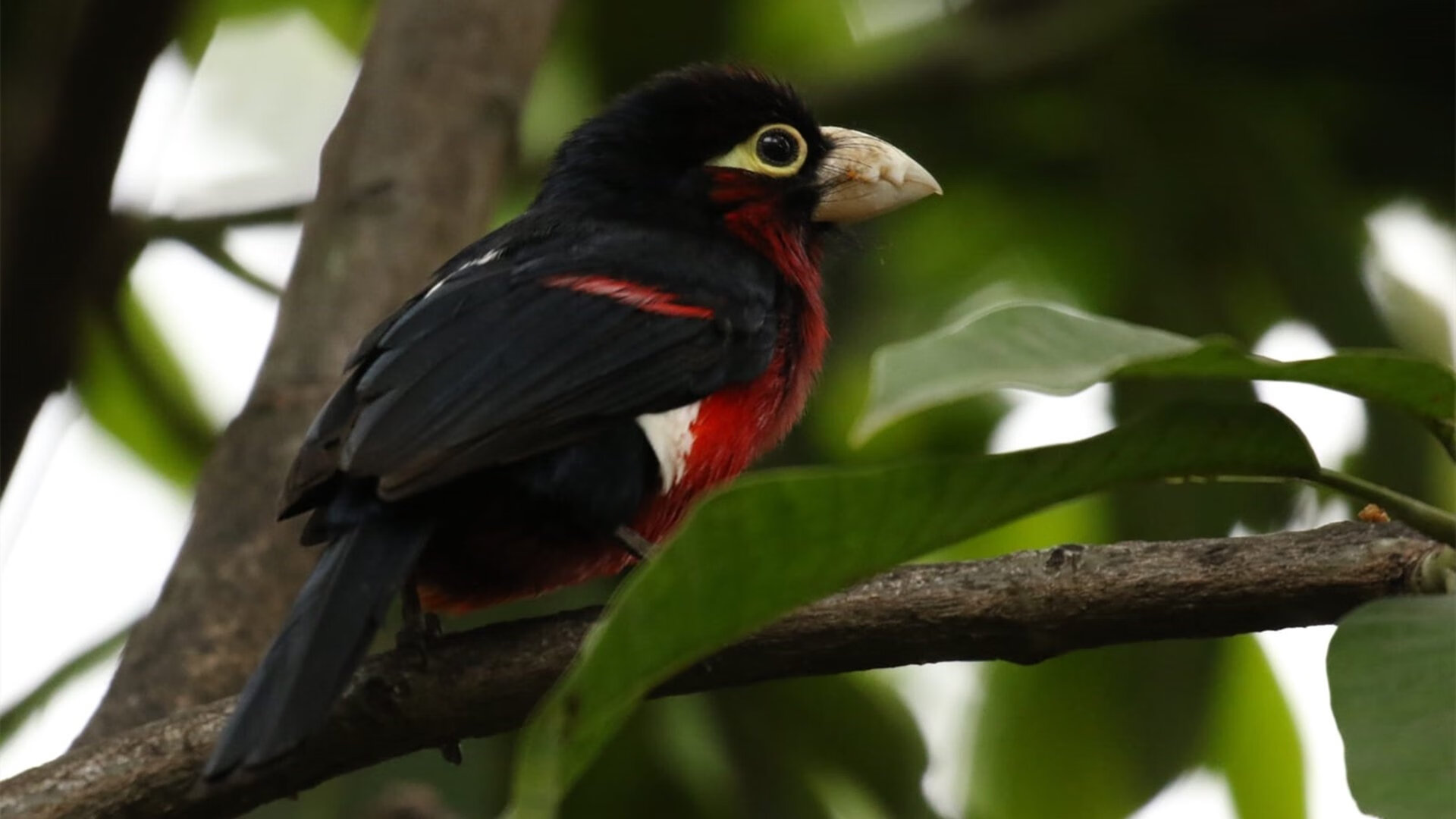 主教练在战术板上是否需要规划节奏节点,教练在布置战术时讲到了常用的比赛阵型