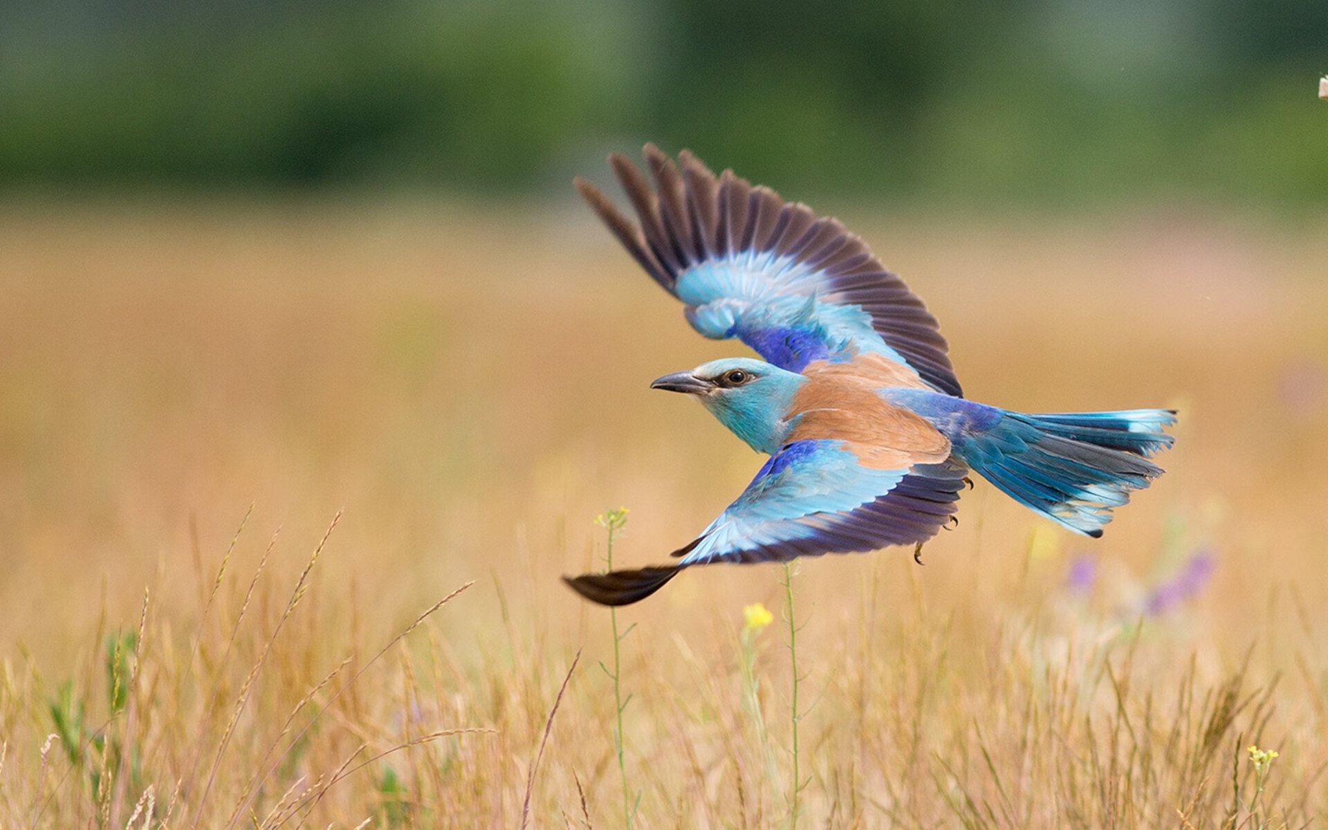 开云官网-瑞典乒乓战术：如何用细腻技术击败对手，瑞典乒乓球巅峰时期