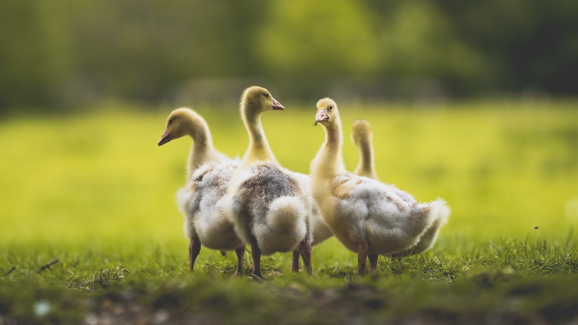 田径队伤病康复成效明显，田径运动员伤病有哪些