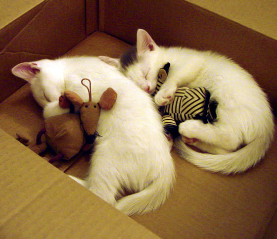 开云平台-训练方法多样化提升竞技水平，竞技能力训练