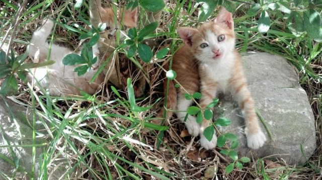 以足球为主题的数字文化内容持续丰富，影响力不断扩大，以足球为主题的标题
