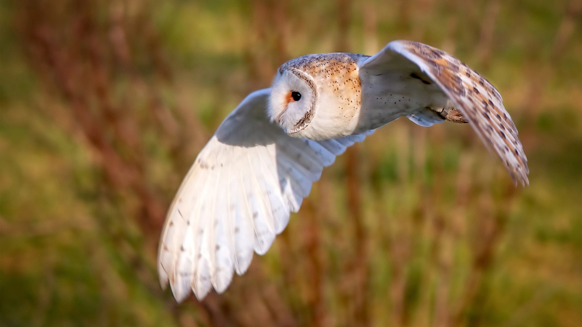 开云网页版登录入口-卢卡斯·梅尔滕斯领游阶段压迫感十足，卢卡斯 恩梅查