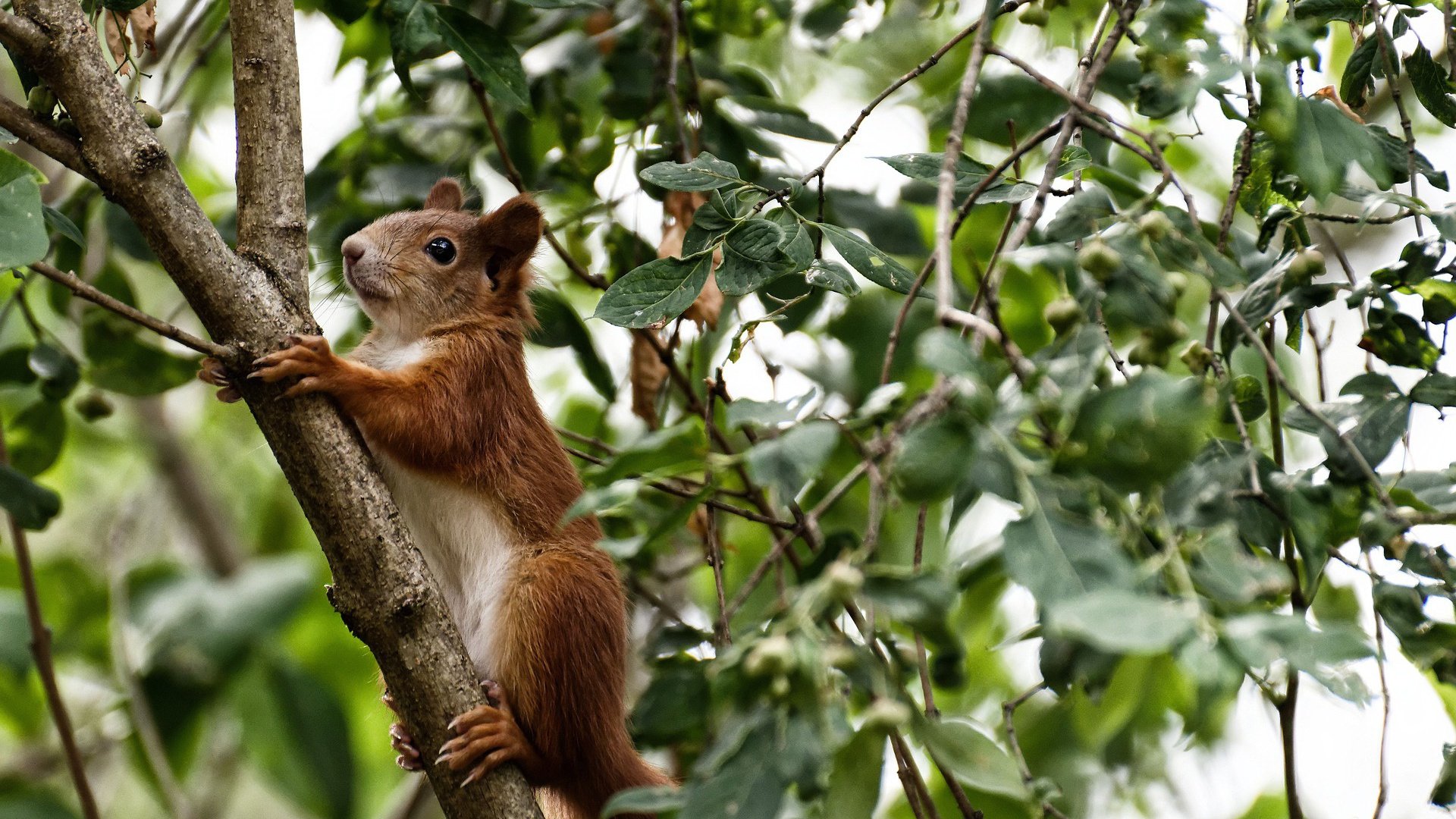 摩洛哥女篮在非洲锦标赛中夺冠，体育发展迈入新阶段，摩洛哥 非洲
