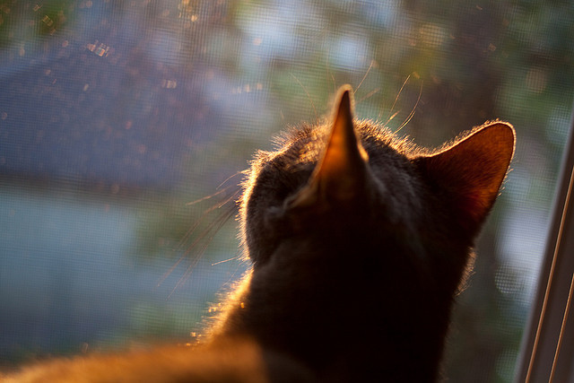 足协发布职业联赛风纪规范重申赛风赛纪底线，足协杯赛制规则